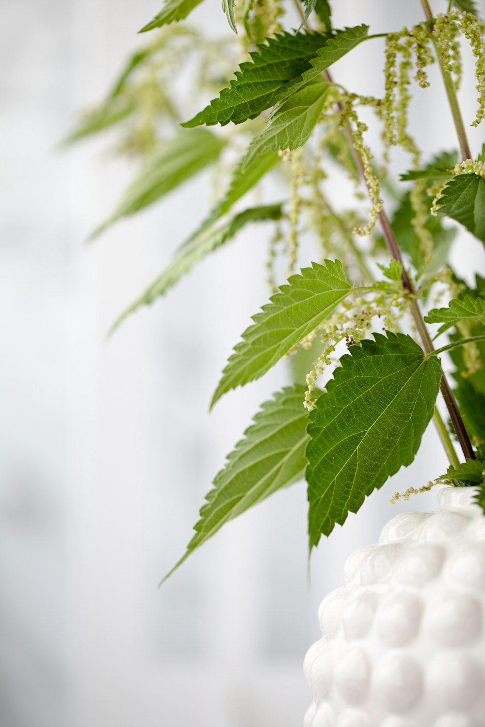 green leaf plant in close up photography