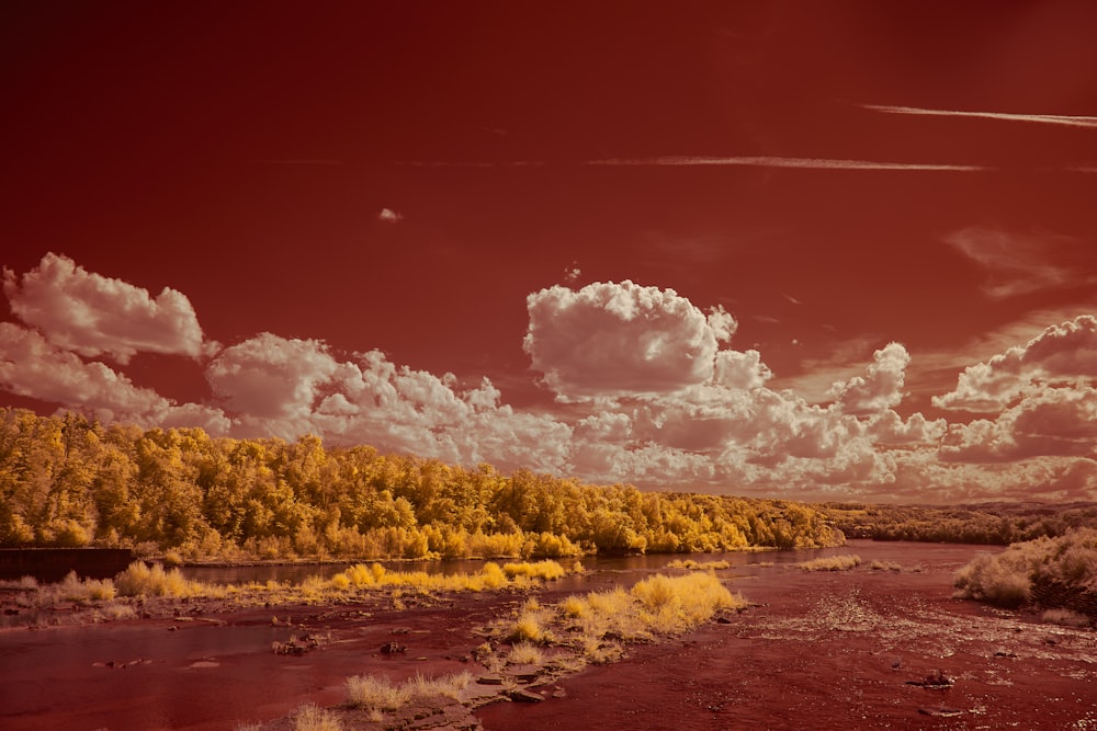 brown and green trees beside body of water under cloudy sky during daytime