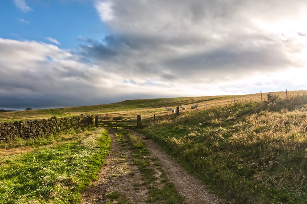 Campo de hierba verde bajo el cielo azul durante el día