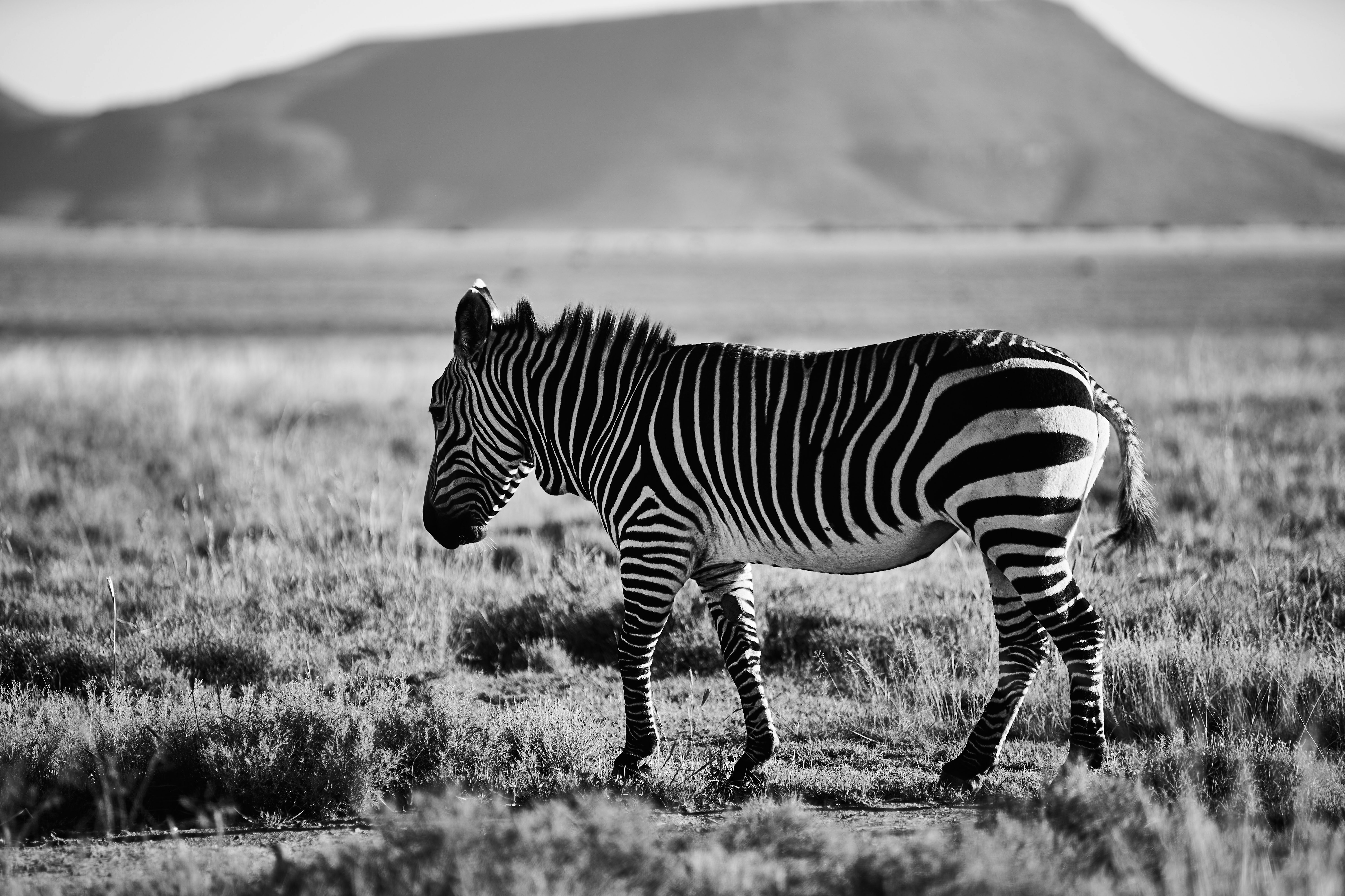 Photo by wolfgang_hasselmann