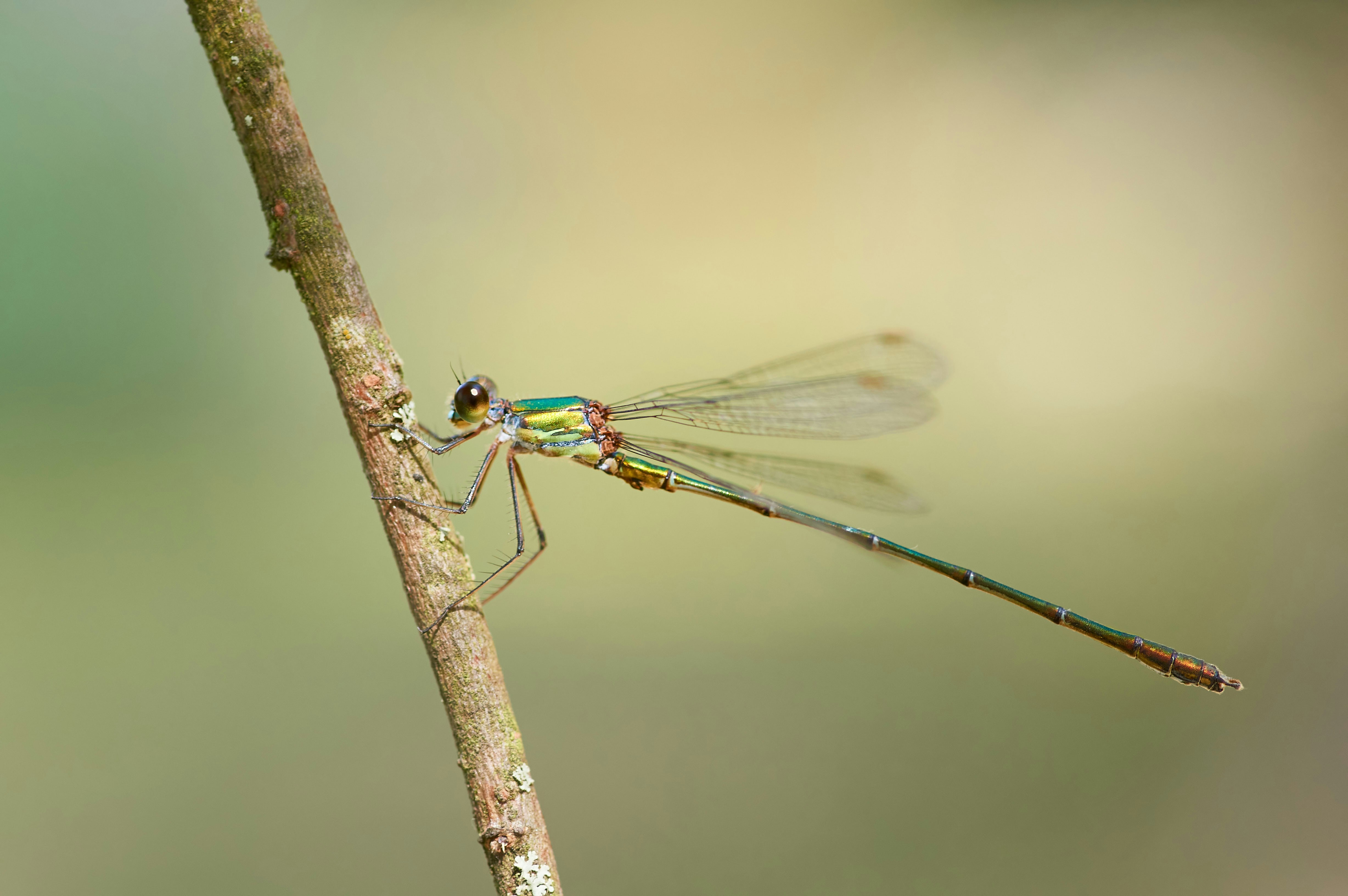 Photo by wolfgang_hasselmann