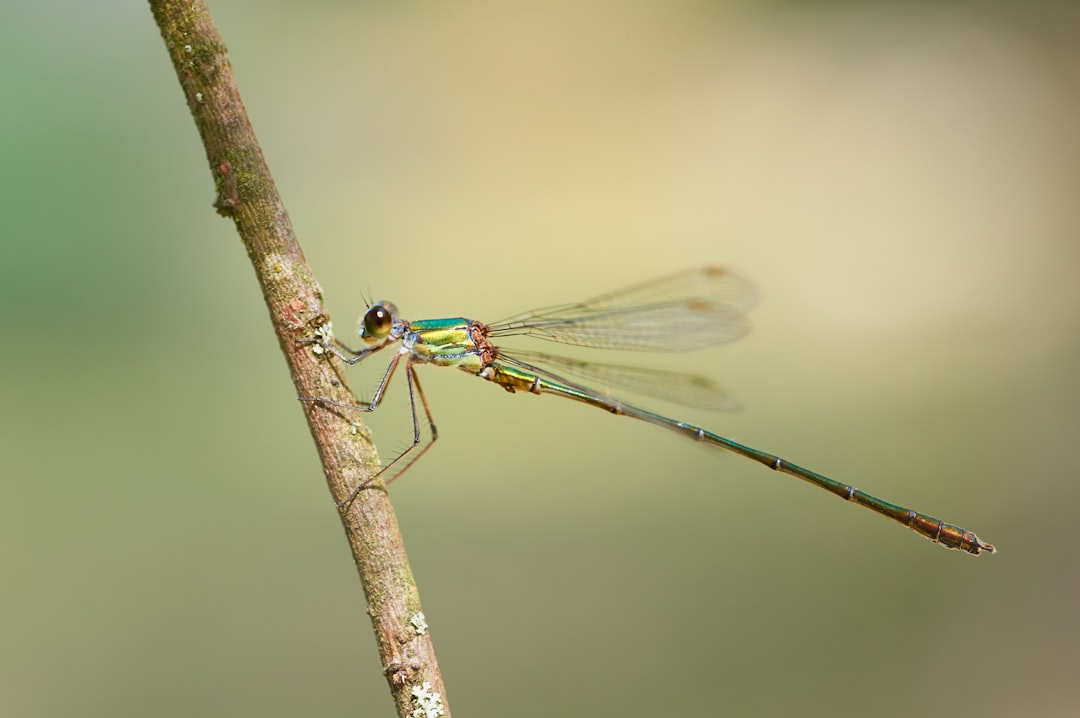 blue damselfly perched on brown stick in close up photography during daytime