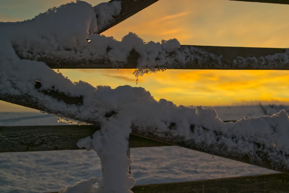 árvores cobertas de neve durante o dia