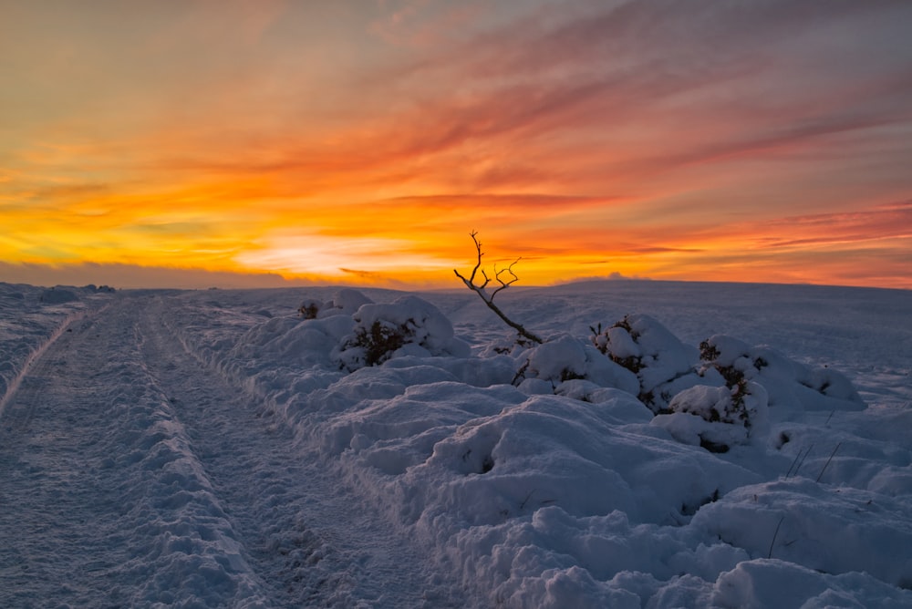 campo coberto de neve durante o pôr do sol