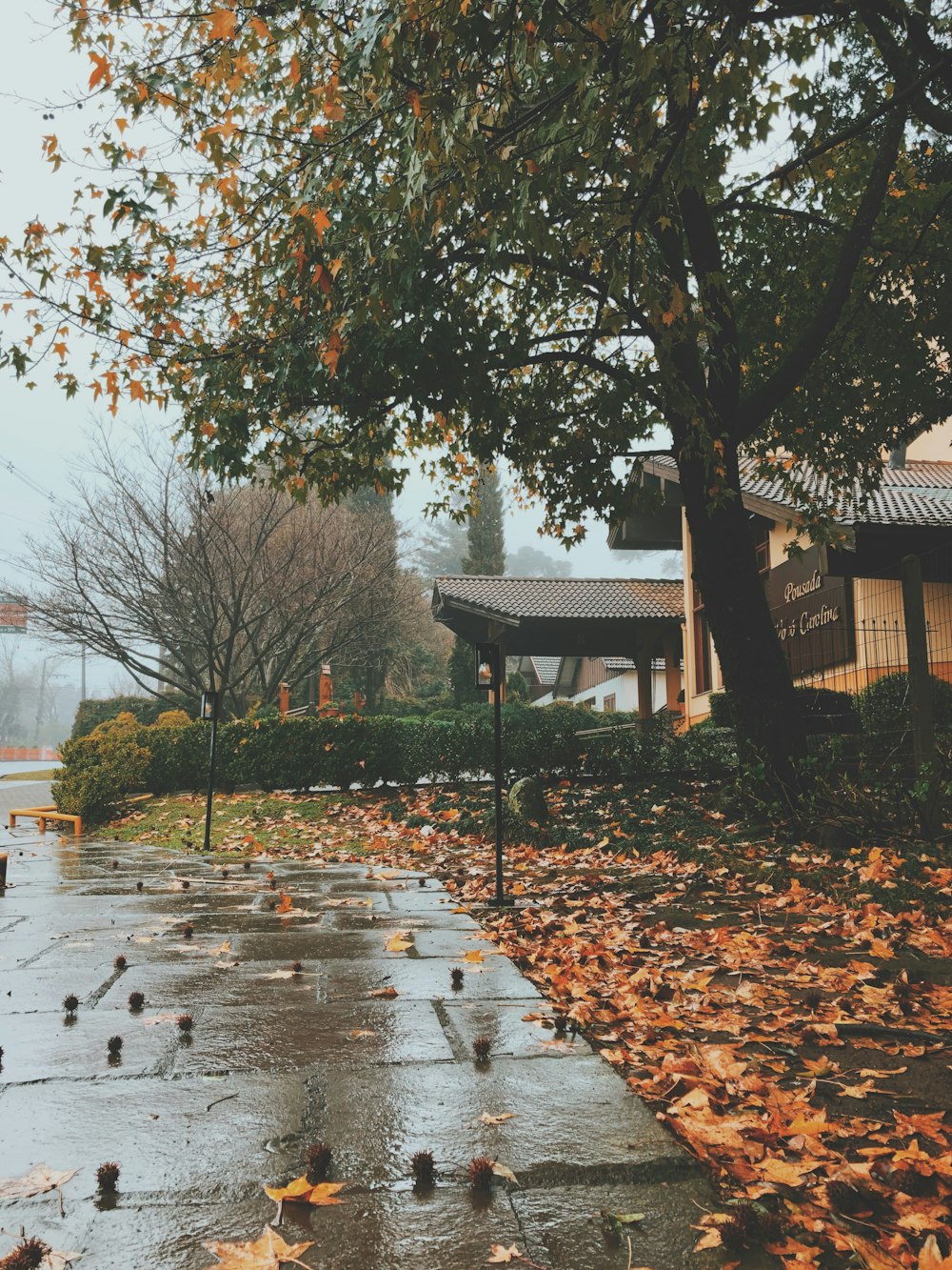 brown leaves on the ground near the river