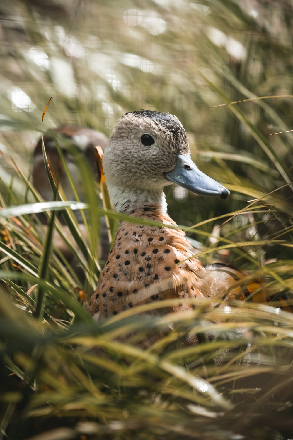 brown and black duck on green grass