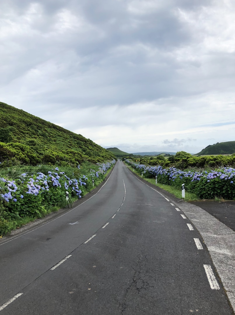  road to Terceira surrounded by hydrangeas