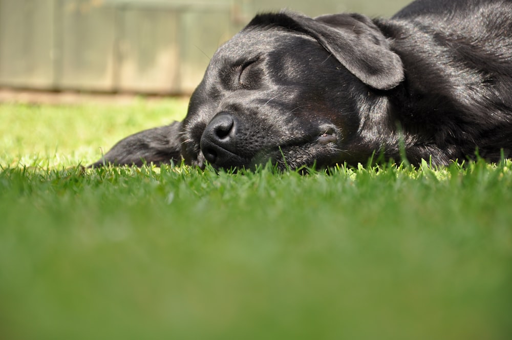 Labrador retriever noir couché sur un champ d’herbe verte pendant la journée