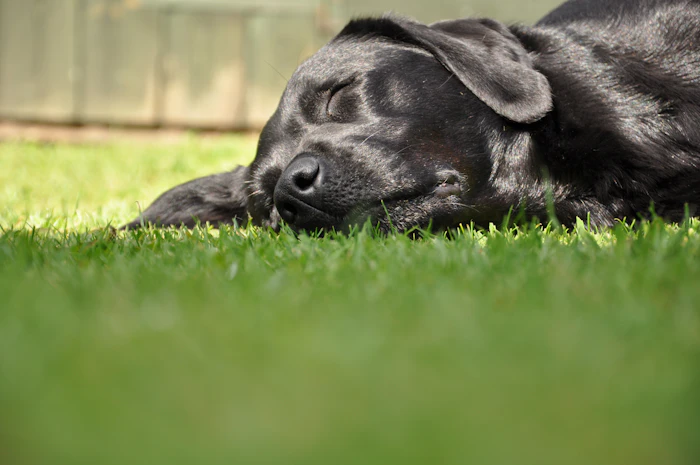 Labrador Retriever