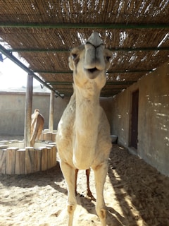 A camel stands on sandy ground within a shaded structure made of wooden poles and a thatched roof. Another camel is visible in the background near a wooden fence enclosure. The walls surrounding them are made of plastered material creating a warm and rustic environment.