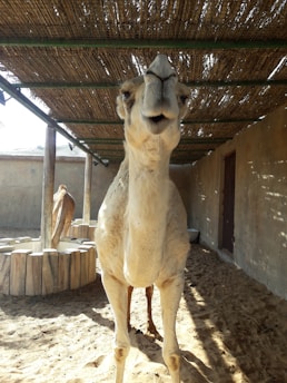 A camel stands on sandy ground within a shaded structure made of wooden poles and a thatched roof. Another camel is visible in the background near a wooden fence enclosure. The walls surrounding them are made of plastered material creating a warm and rustic environment.
