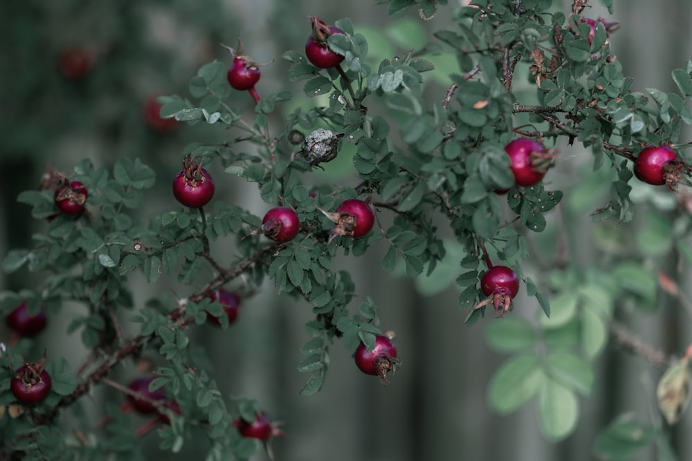 red round fruits in tilt shift lens