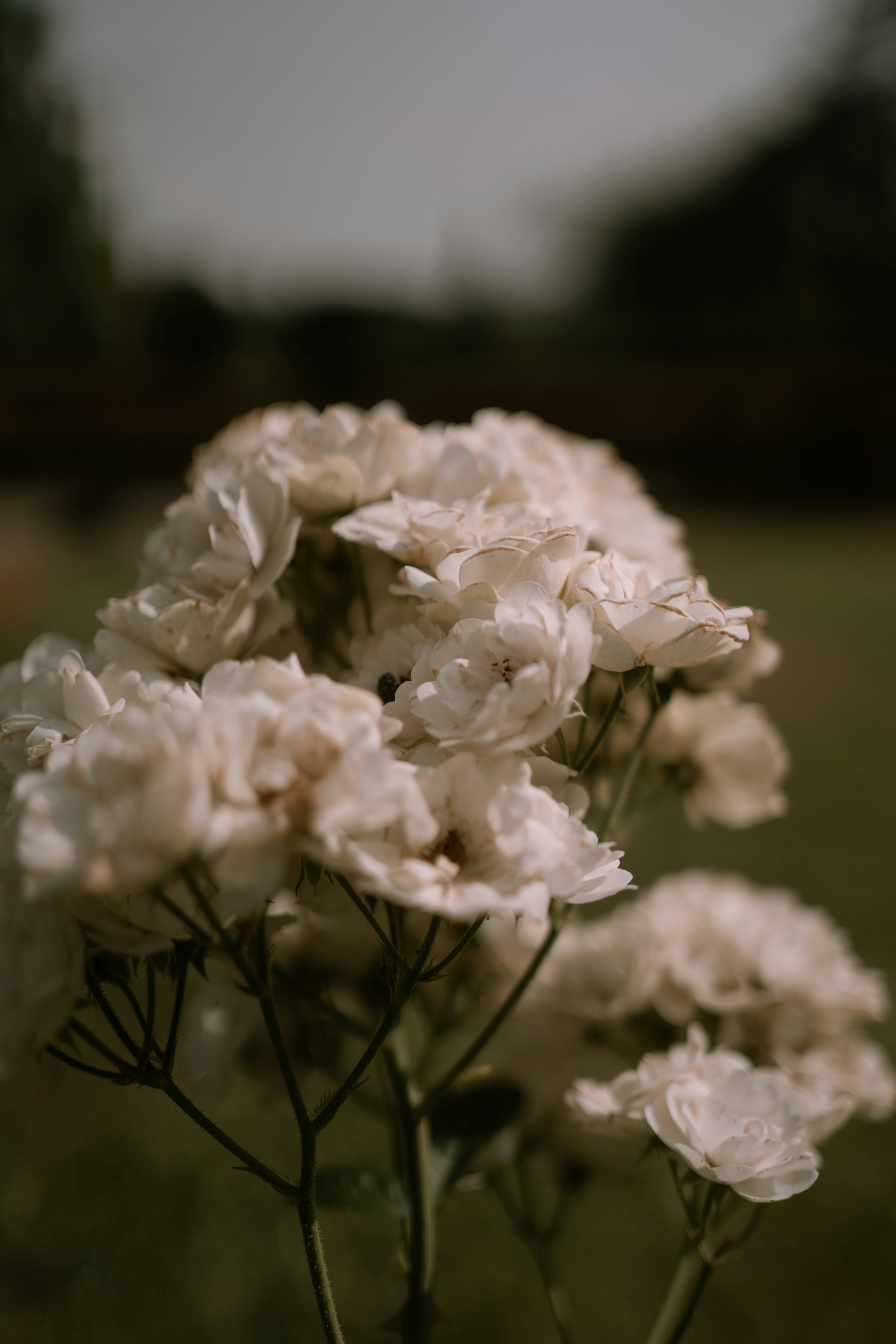 white flower in tilt shift lens