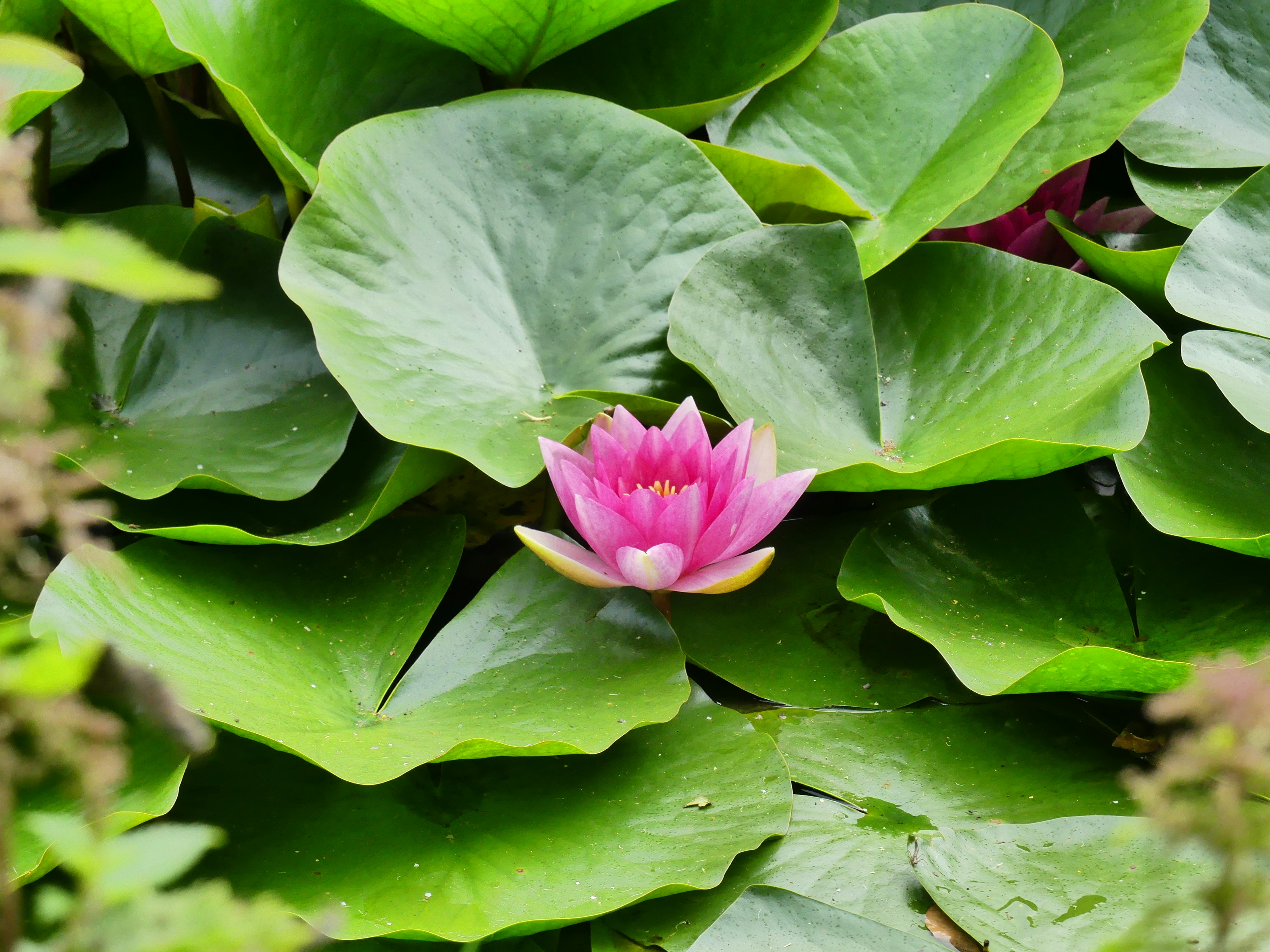 満開のピンクの蓮の花の写真 Unsplashで見つけるイギリスの無料写真