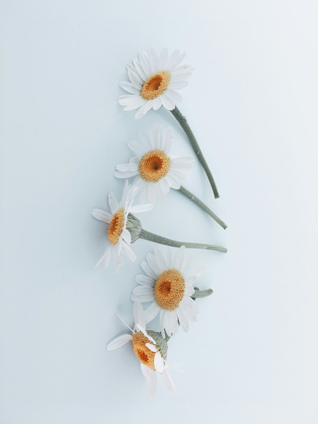 white and yellow flowers on white surface