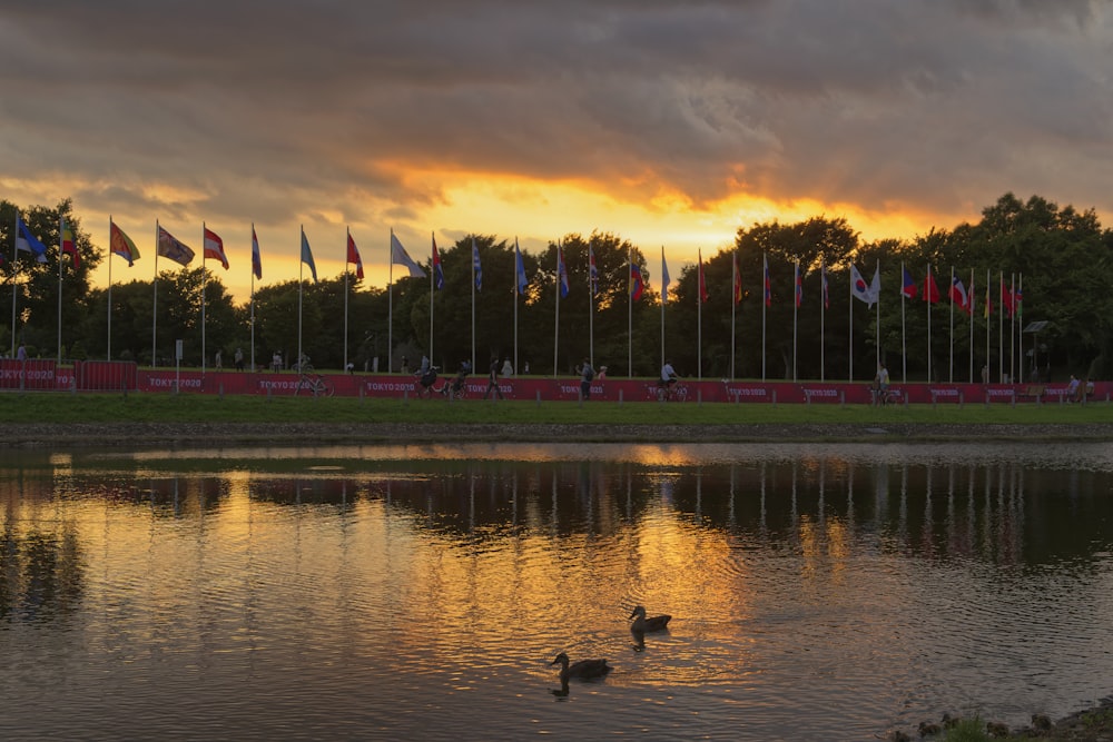 two birds on green grass field near body of water during sunset