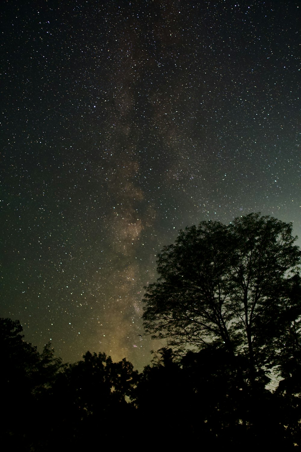 green trees under starry night