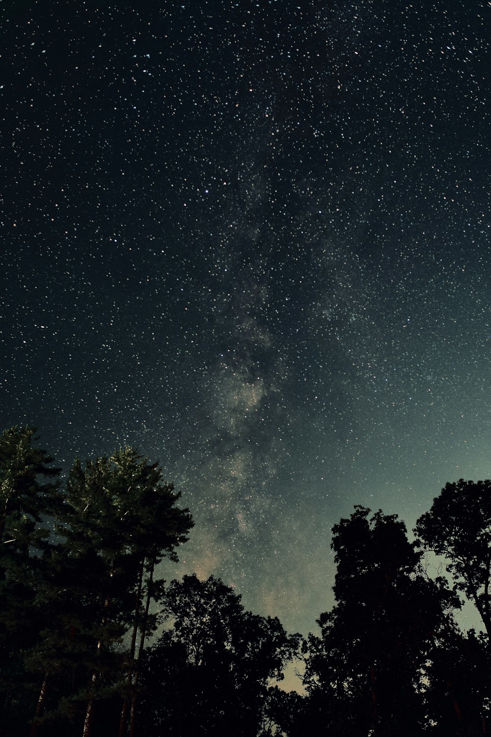 green trees under blue sky during night time