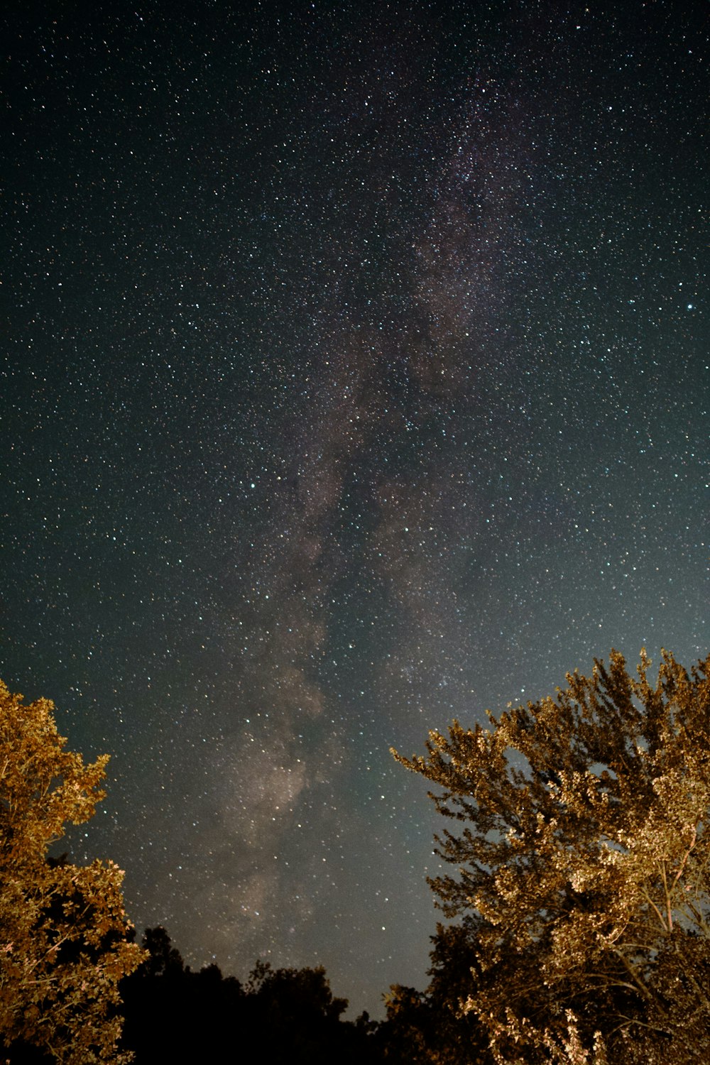 green trees under blue sky during night time