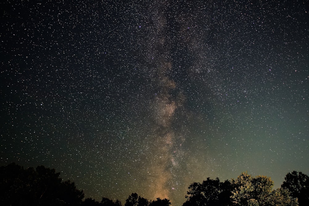 silhouette of trees under starry night