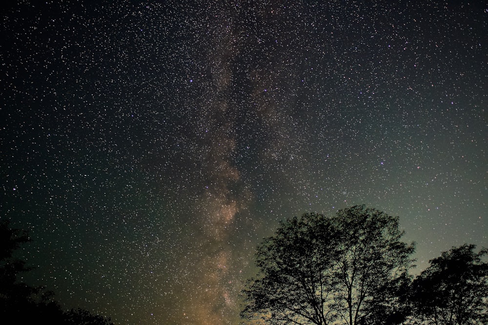 green trees under blue sky during night time