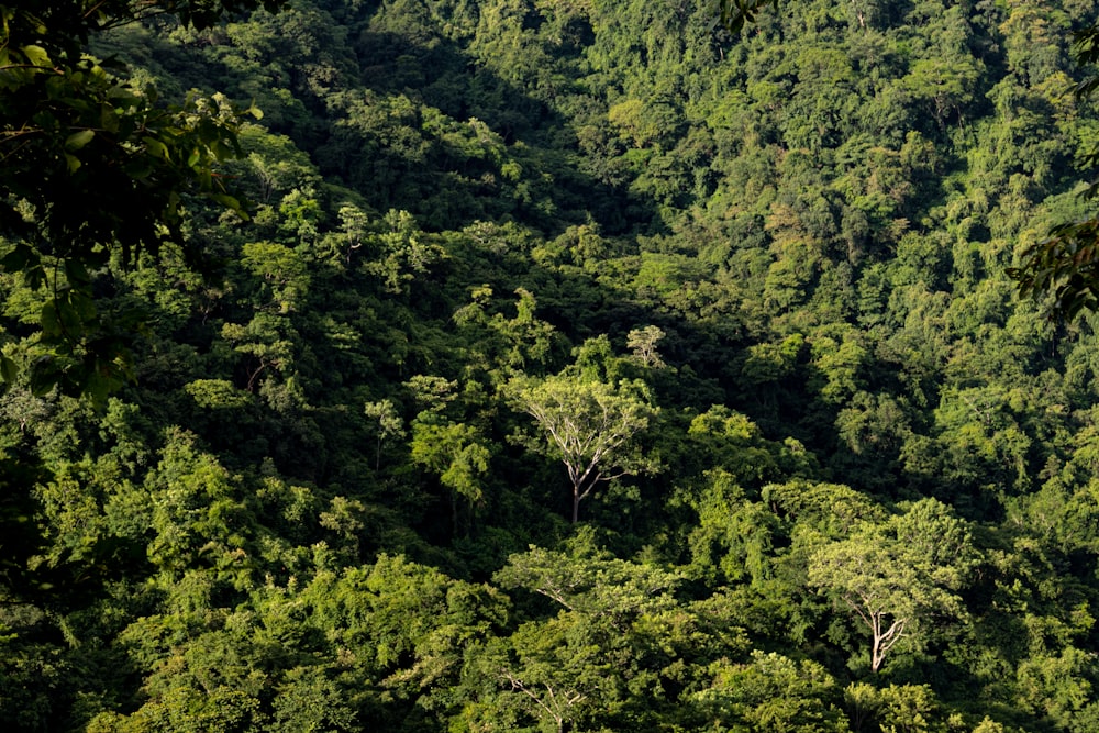 green trees on mountain during daytime