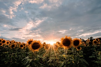 sunflower field under blue sky during daytime