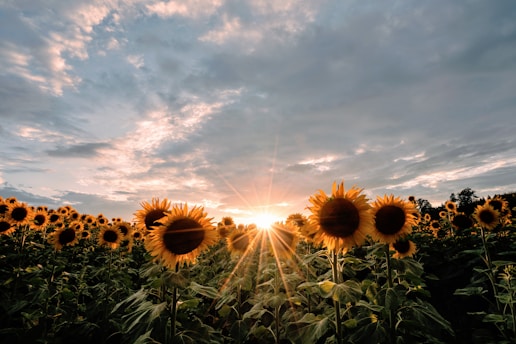 sunflower field under blue sky during daytime