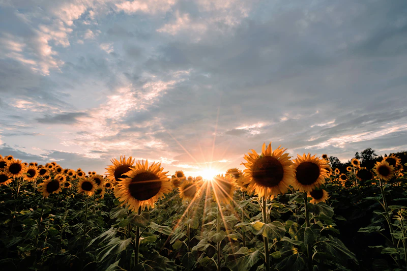 Sunflower field under blue sky