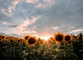 sunflower field under blue sky during daytime