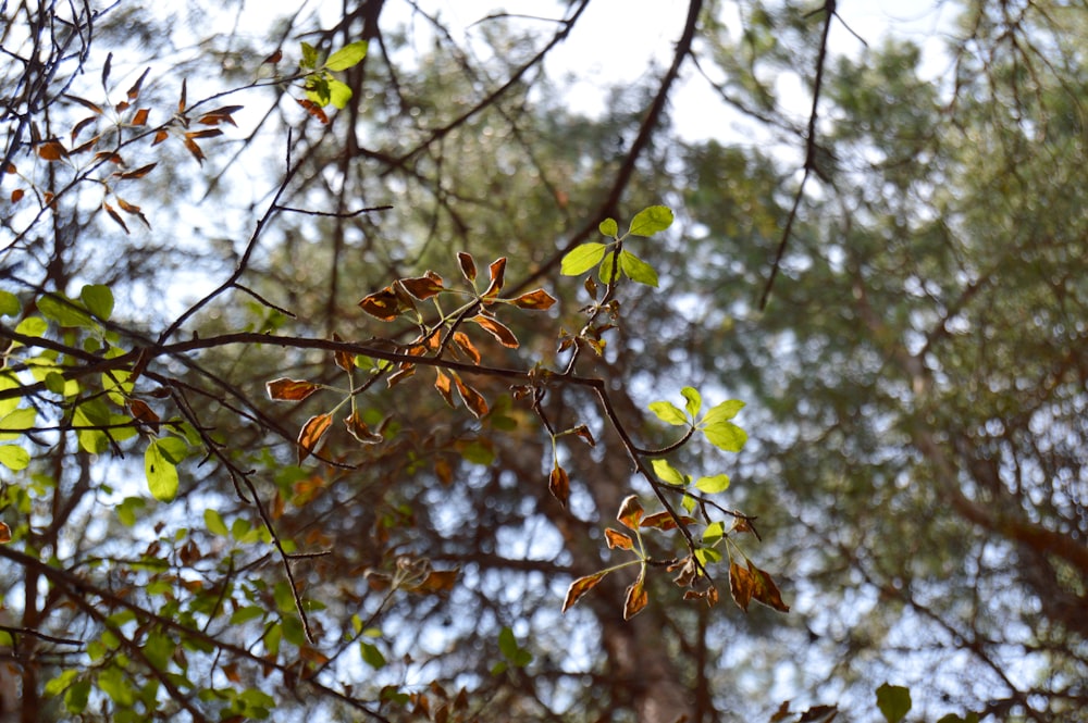 green leaves on brown tree branch during daytime