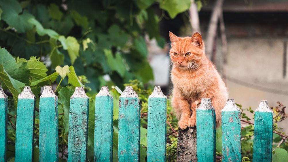 orange tabby cat on wooden fence