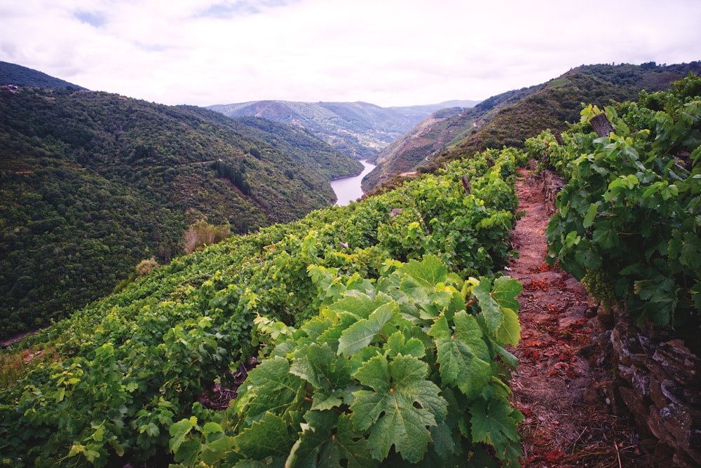 plantas verdes na montanha durante o dia