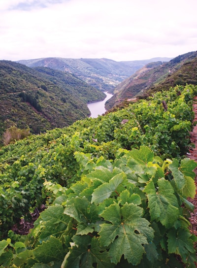 green plants on mountain during daytime