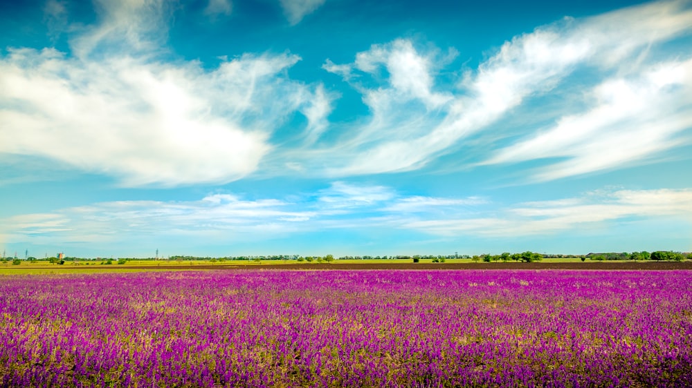 green grass field under blue sky and white clouds during daytime