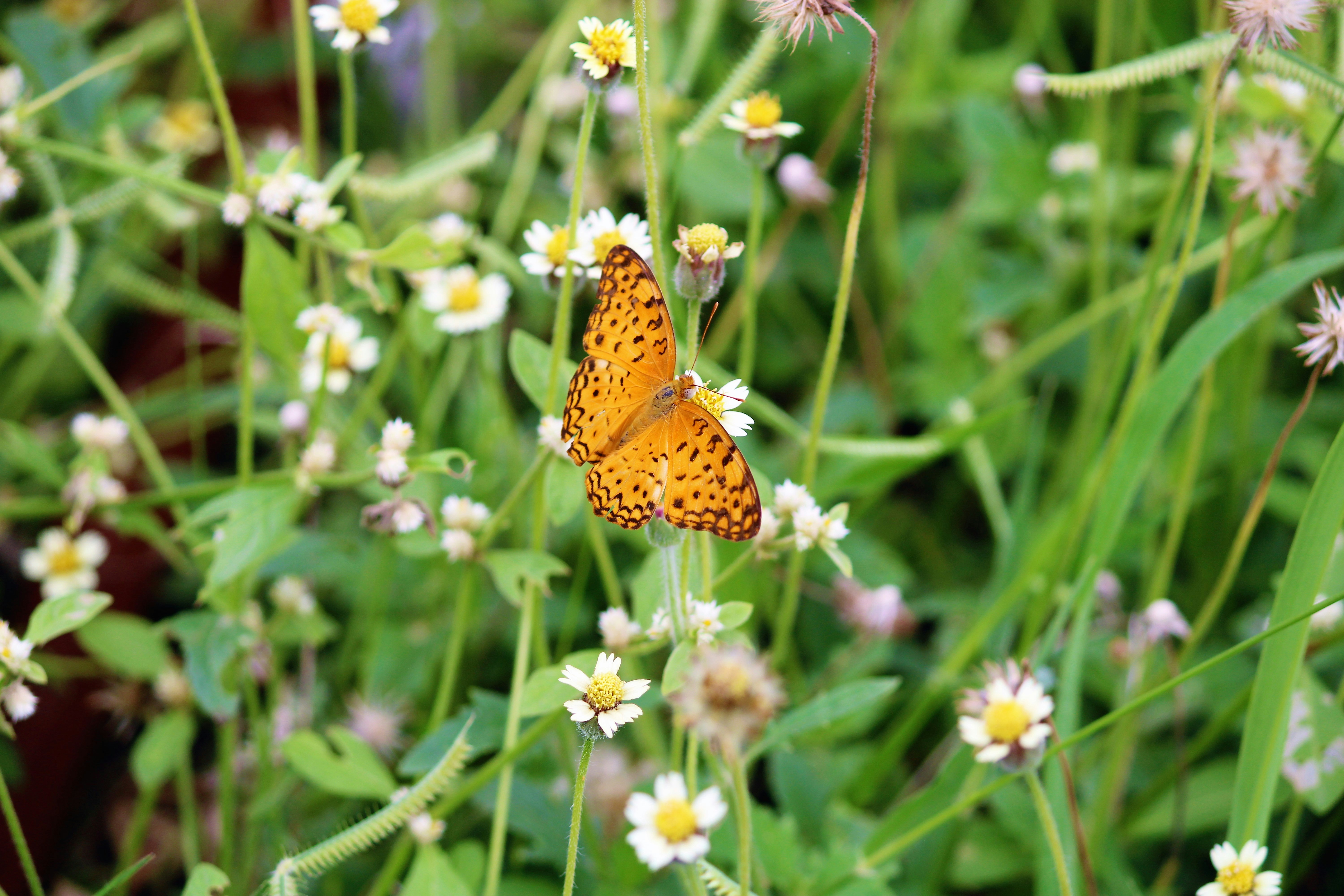 brown and black butterfly on white flower