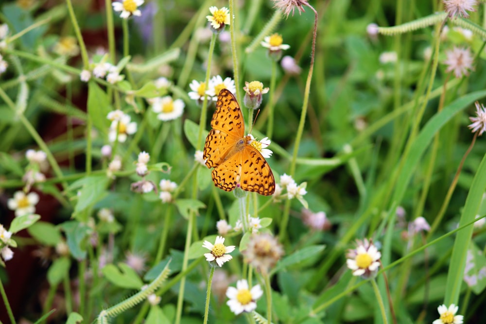 brown and black butterfly on white flower