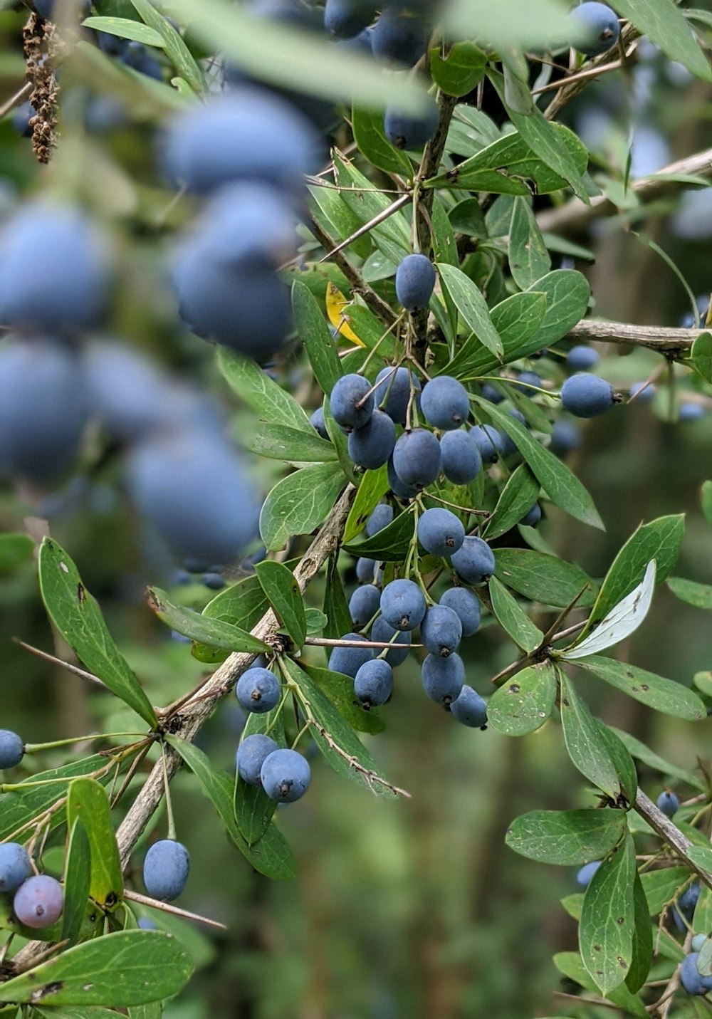 blue berries in tilt shift lens