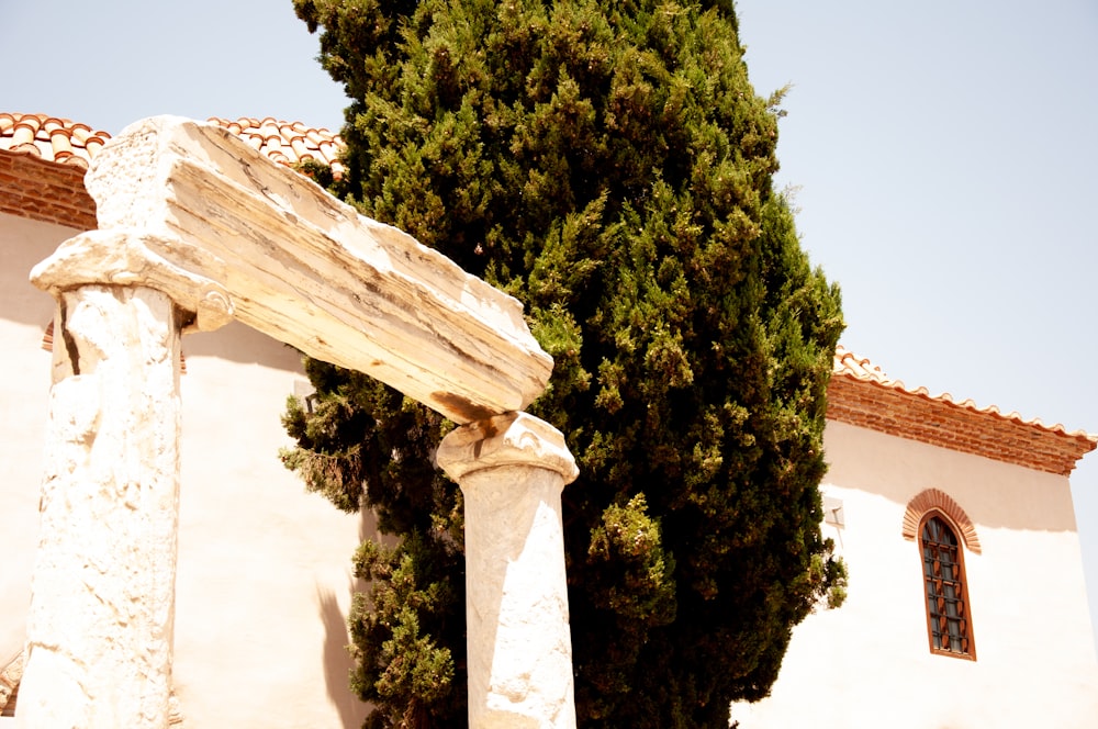 green tree near white concrete wall