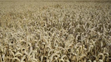 Close-up of golden wheat fields ready for harvest under bright daylight.