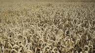 A farmer inspecting golden grain crops ready for harvest in the late afternoon.