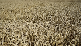 A farmer inspecting golden grain crops ready for harvest in the late afternoon.