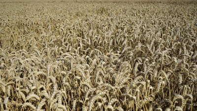 Close-up of golden wheat fields ready for harvest under bright daylight.