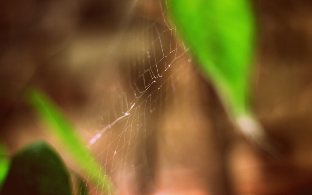 spider web on green leaf