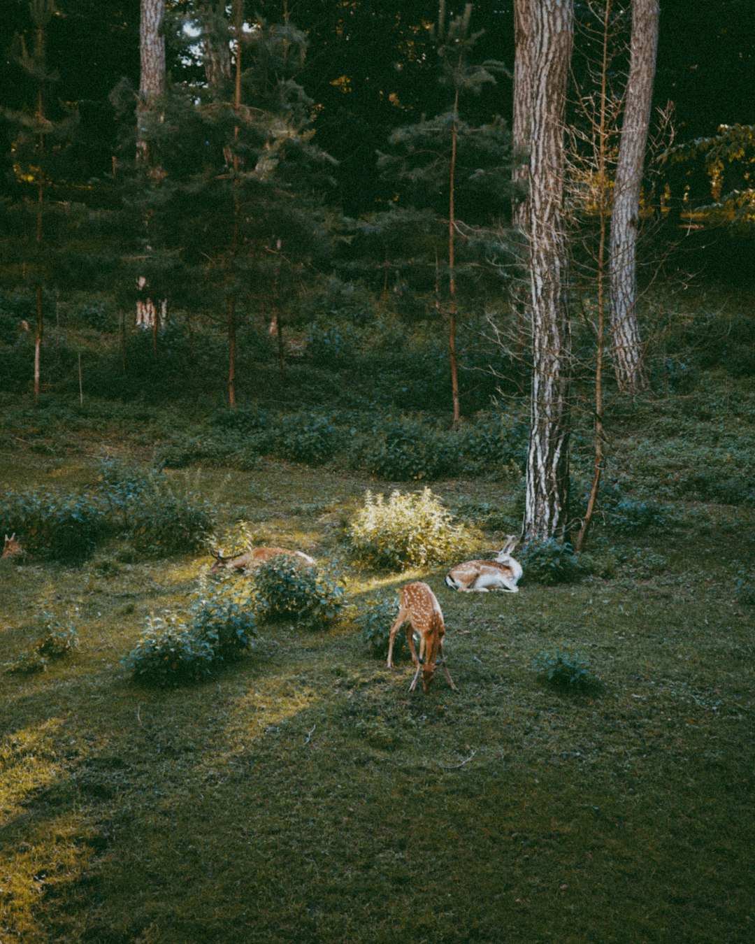 brown and white dog on green grass field