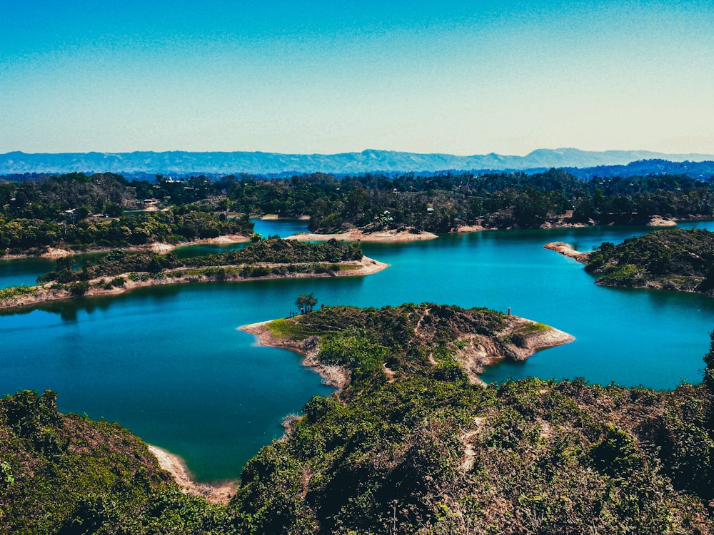 green trees near body of water during daytime