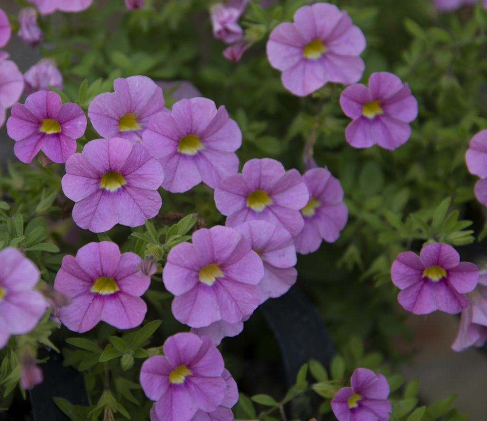 a bunch of purple flowers that are blooming