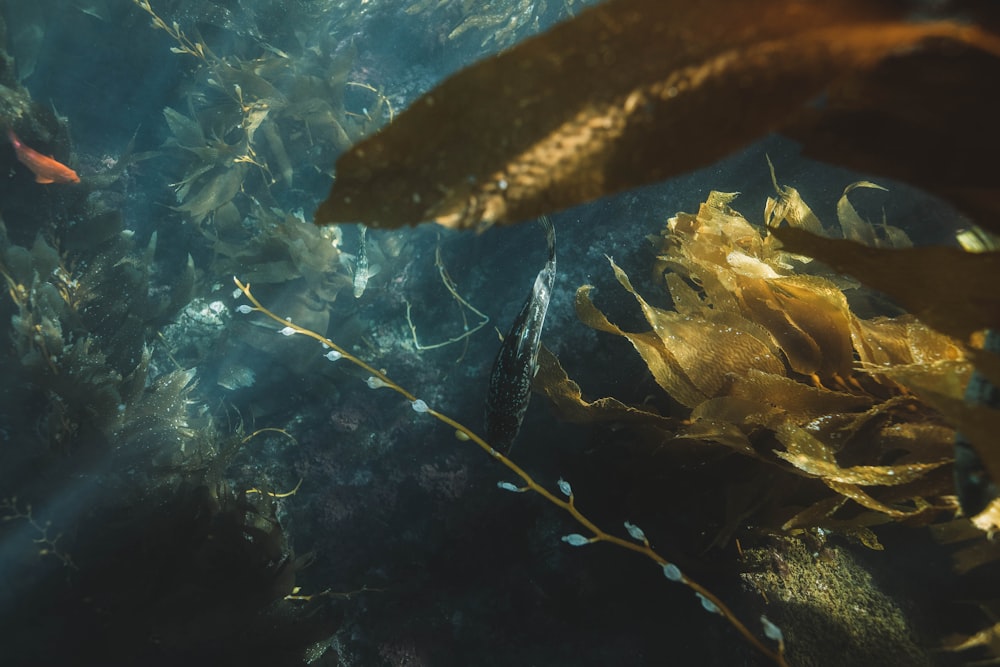 black and brown fish in water