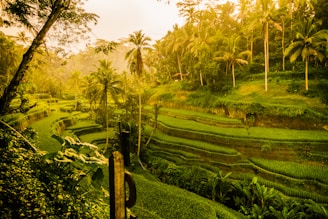 ubud: The Ultimate 7-Day Bali Itinerary