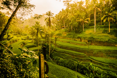 green grass field during daytime